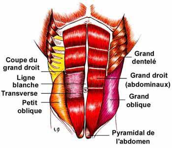 abdominaux du bas